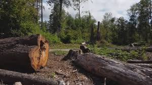 Best Tree Health Inspection  in Westbrook, ME