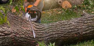 Lawn Renovation and Restoration in Westbrook, ME