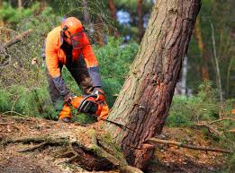 Best Tree Cabling and Bracing  in Westbrook, ME