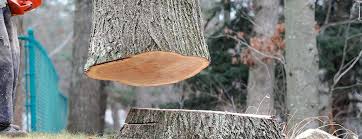 Best Tree Risk Assessment  in Westbrook, ME