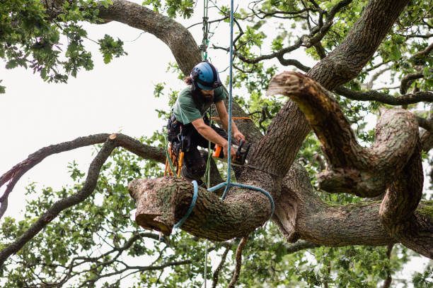 Professional Tree Care in Westbrook, ME