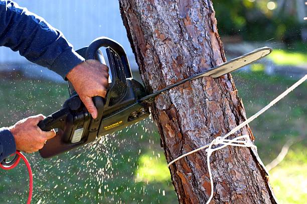 Best Storm Damage Tree Cleanup  in Westbrook, ME