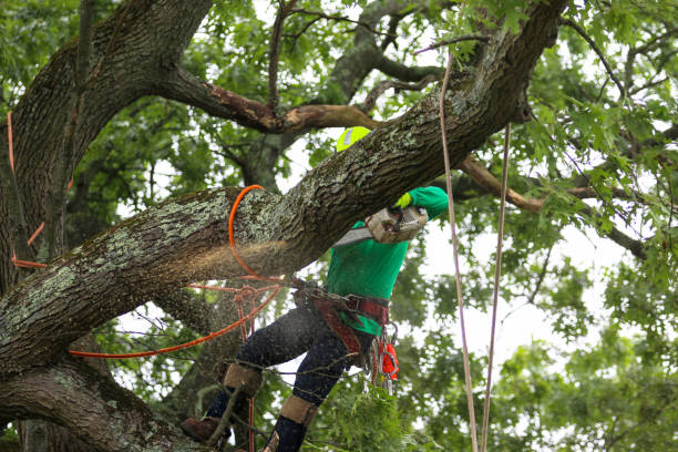Best Hazardous Tree Removal  in Westbrook, ME