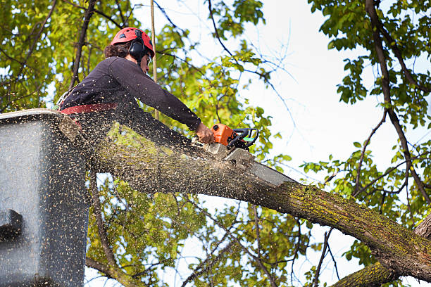  Westbrook, ME Tree Care Pros