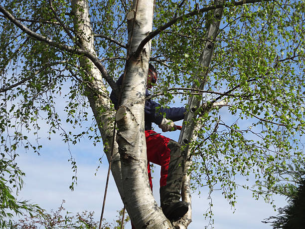 How Our Tree Care Process Works  in  Westbrook, ME