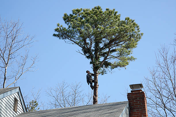 Best Seasonal Cleanup (Spring/Fall)  in Westbrook, ME