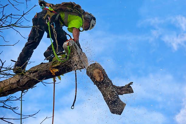Best Pest Control for Lawns  in Westbrook, ME